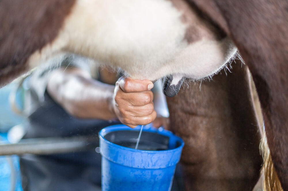 Proizvođači mljekarama predali oko 600 hiljada kilograma mijeka manje, Foto: Shutterstock