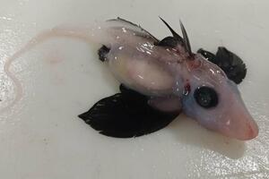 Naučnici pronašli rijetku bebu duh ajkule