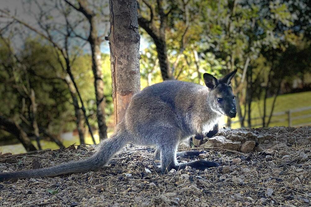 Kengur u Prihvatilištu, Foto: Facebook/Prihvatilište i oporavak životinja