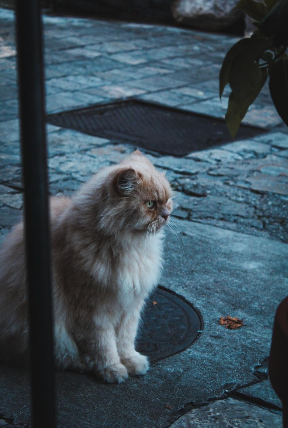 Privlači ga i fotografija