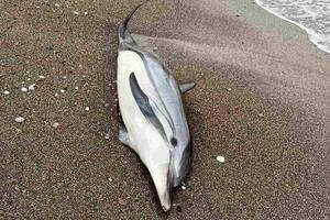 A dead dolphin was found on the beach in Bečići
