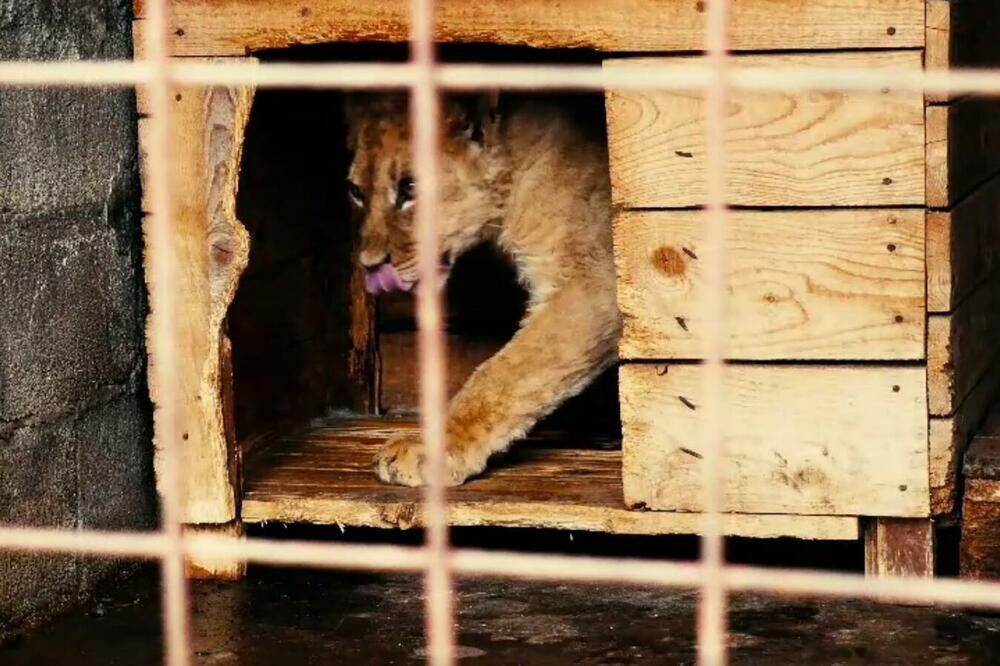 Uprava carina: Mladunče lava zasigurno nije legalno uvezeno, Foto: EPA