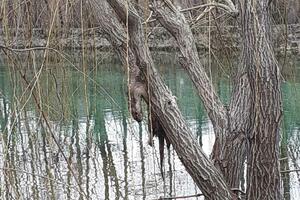 Još jedna vidra pronađena mrtva na šetalištu na Rijeci Crnojevića