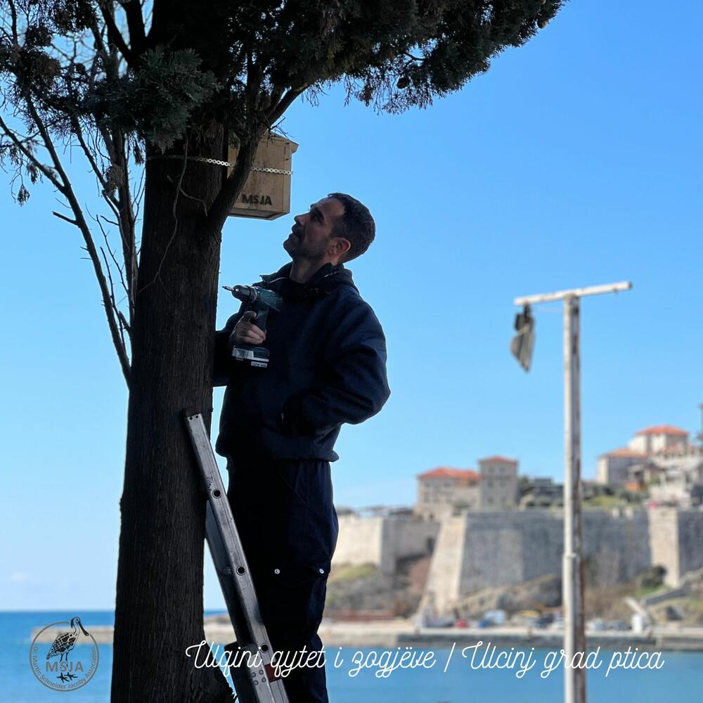 <p>"Društvo MSJA je doniralo gradu 20 kućica za ptice, od kojih je 10 postavljeno na dionici od zelene površine ispred zgrade Opštine Ulcinj, duž Bulevara Skender Beg preko Ploče do Pristana (preko puta Holegra)", piše u saopštenju</p>