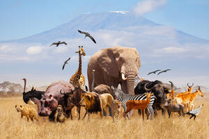 Svjetski fond za prirodu: Populacije divljih životinja pale za...