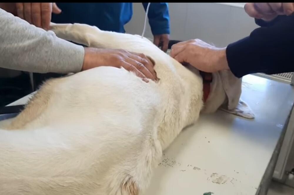 Otrovanom ljubimcu nije bilo spasa, Foto: Privatna arhiva