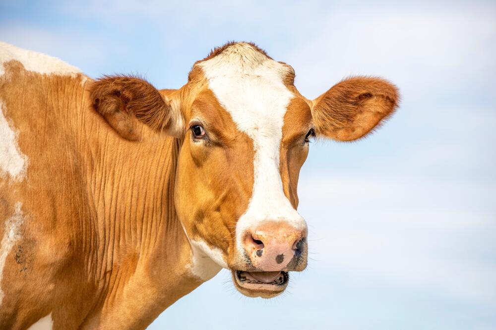 Ilustracija, Foto: Shutterstock