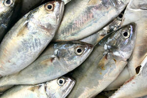 Prezentovane mjere za unapređivanje sektora slatkovodnog ribarstva