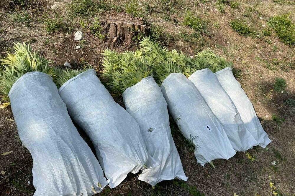Posječene stabljike marihuane u Markovićima, Foto: Uprava policije