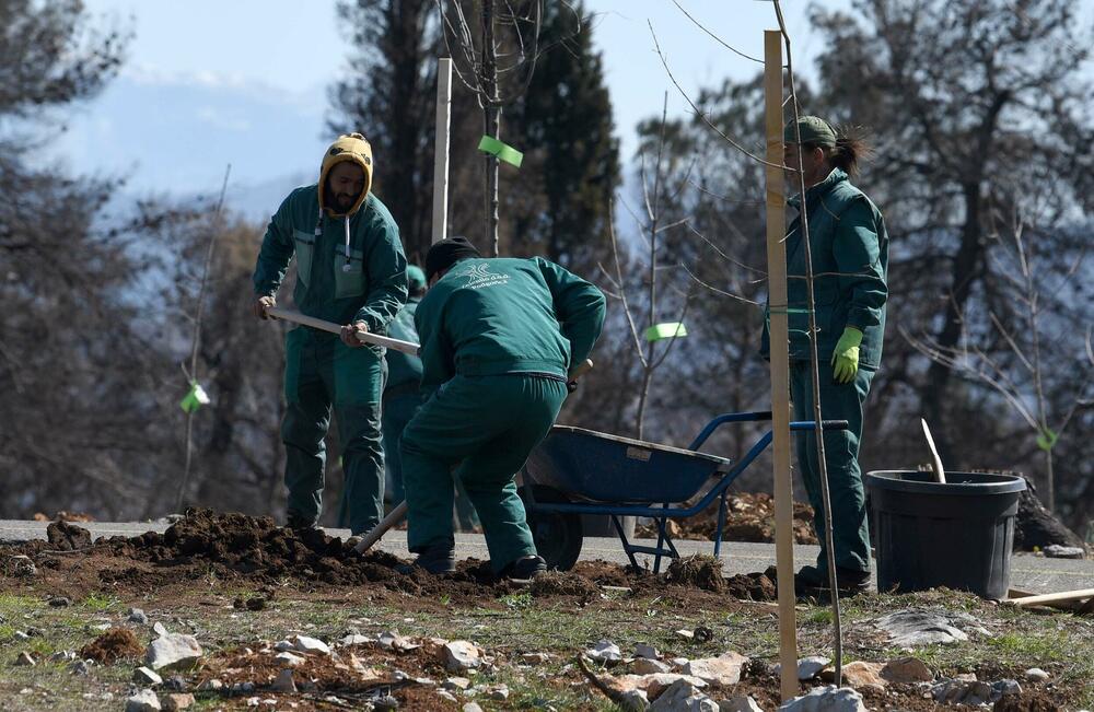 <p>Radnici podgoričkog preduzeća uklanjaju izgorjela stabla na Gorici, iako Glavni grad traži firmu koja će za gotovo 10.000 eura to uraditi u kratkom roku...</p>