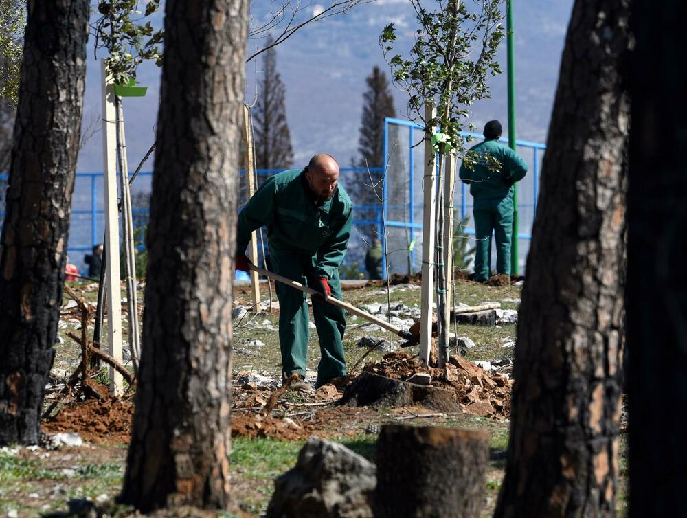 <p>Radnici podgoričkog preduzeća uklanjaju izgorjela stabla na Gorici, iako Glavni grad traži firmu koja će za gotovo 10.000 eura to uraditi u kratkom roku...</p>