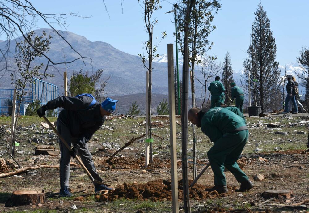 <p>Radnici podgoričkog preduzeća uklanjaju izgorjela stabla na Gorici, iako Glavni grad traži firmu koja će za gotovo 10.000 eura to uraditi u kratkom roku...</p>