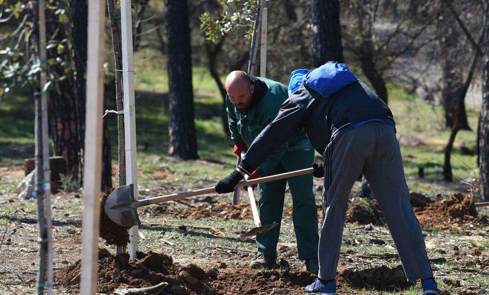 <p>Radnici podgoričkog preduzeća uklanjaju izgorjela stabla na Gorici, iako Glavni grad traži firmu koja će za gotovo 10.000 eura to uraditi u kratkom roku...</p>