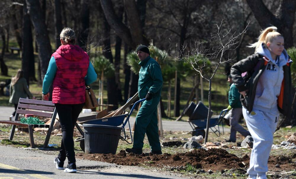 <p>Radnici podgoričkog preduzeća uklanjaju izgorjela stabla na Gorici, iako Glavni grad traži firmu koja će za gotovo 10.000 eura to uraditi u kratkom roku...</p>