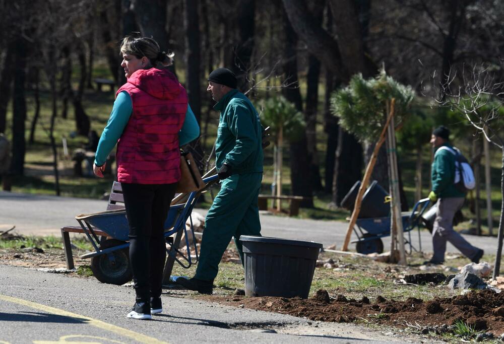 <p>Radnici podgoričkog preduzeća uklanjaju izgorjela stabla na Gorici, iako Glavni grad traži firmu koja će za gotovo 10.000 eura to uraditi u kratkom roku...</p>