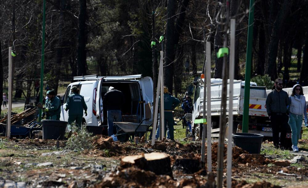 <p>Radnici podgoričkog preduzeća uklanjaju izgorjela stabla na Gorici, iako Glavni grad traži firmu koja će za gotovo 10.000 eura to uraditi u kratkom roku...</p>