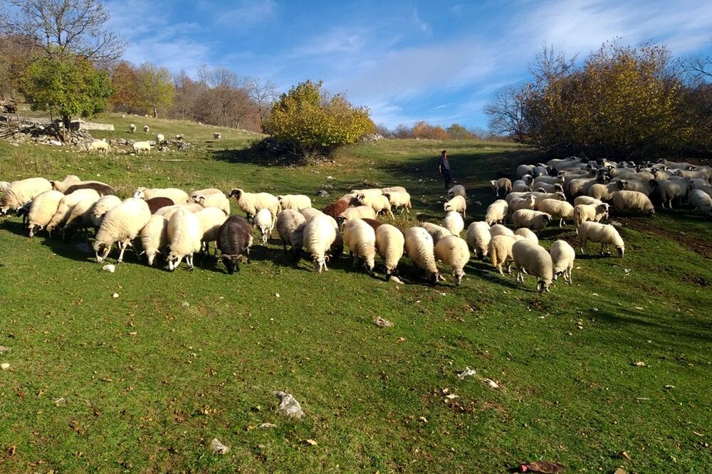 U Šavniku snose troškove liječenja stoke (ilustracija), Foto: Svetlana Mandić