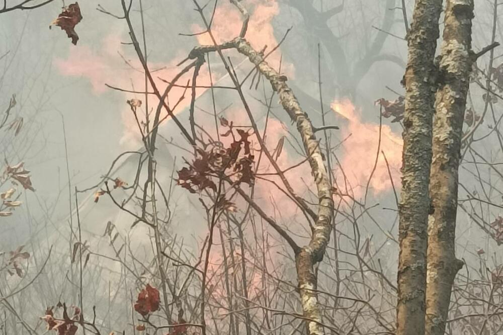 Njaveća šteta nanijeta šumama, Foto: SZS Kolašin