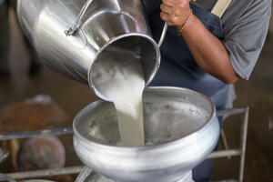 Izvršiti analizu slabljenja domaće proizvodnje kisjelo-mliječnih...