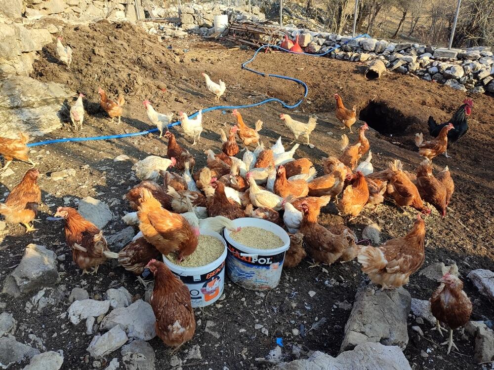 Smatra da niko u Crnoj Gori na ovolikoj površini ne drži kokoške