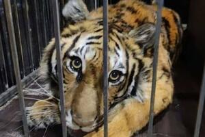 Patnja životinja iz zooloških vrtova zatočenih usred borbi