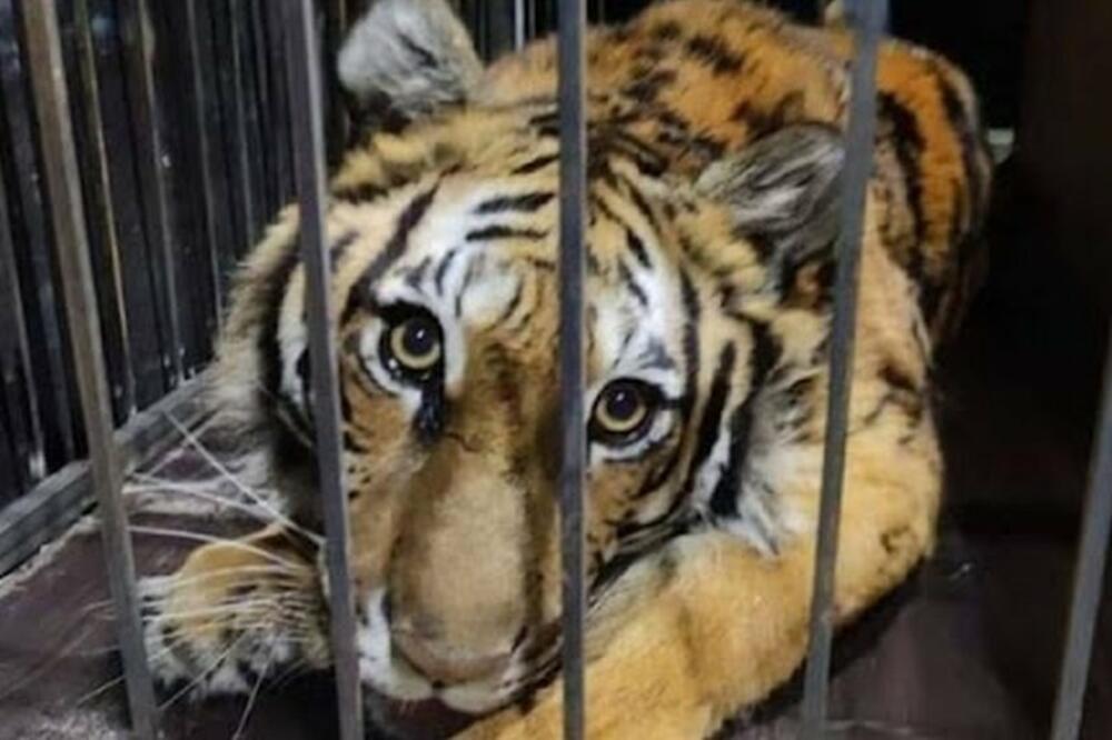 Foto: Wild Animals Shelter