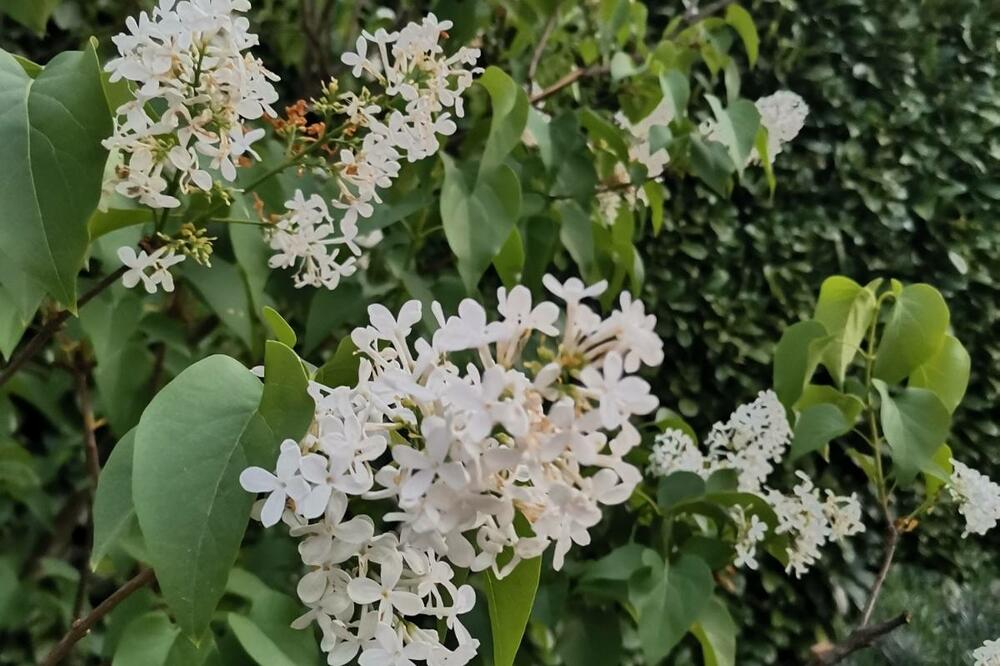 Nekada ukras svake avlije: Jorgovan, Foto: Slavko Radulović