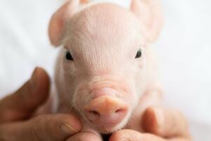 Da li su svinje budućnost presađivanja organa?