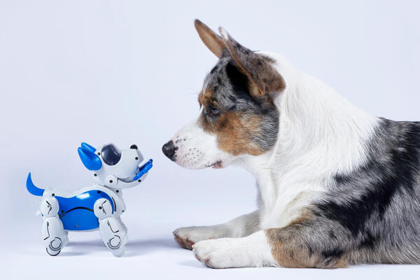 Pogledajte M tech: Kako izgleda susret robota psa sa dva geparda?