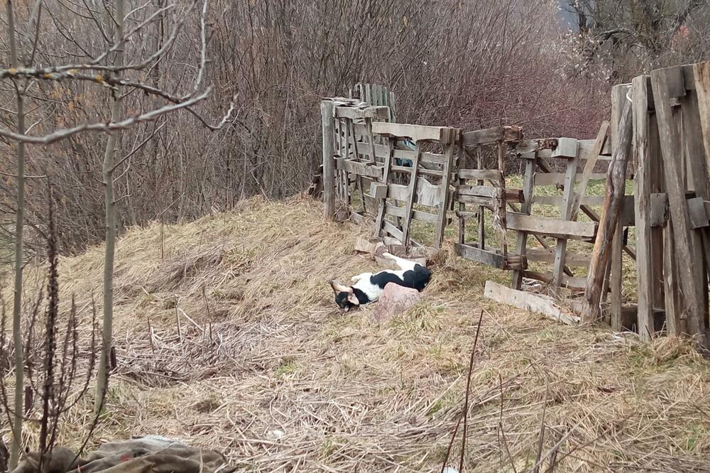 Foto: Dragana Šćepanović