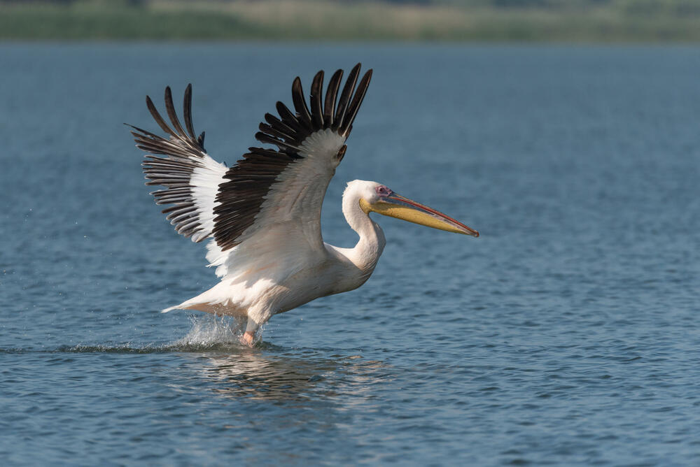 one of unique birds of the lake