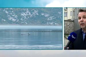 Životinje oboljele od ptičjeg gripa bezvoljne, umiru u vrlo...