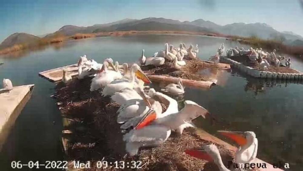 Pelikani u rezervatu Pančeva oka 