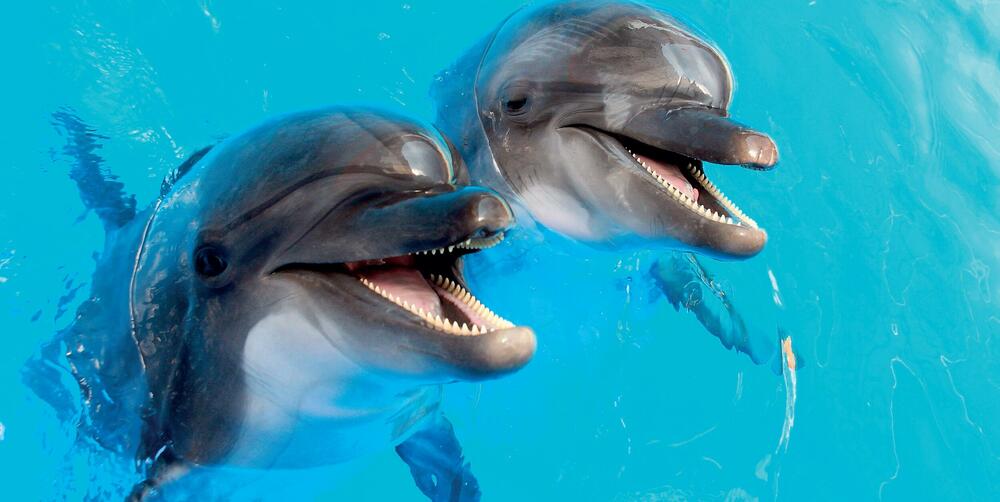 <p>Iz izdavačke kuće Egmont stigla je nova kolekcija <em>National Geographic Zašto?</em> Ne postoje glupa pitanja! Ona mogu da budu neobična, smiješna, pomalo čudna, ali sva zaslužuju odgovor.</p>