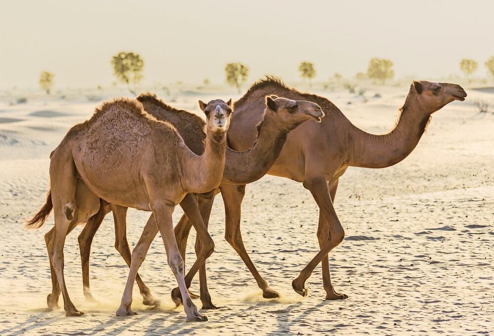 <p>Iz izdavačke kuće Egmont stigla je nova kolekcija <em>National Geographic Zašto?</em> Ne postoje glupa pitanja! Ona mogu da budu neobična, smiješna, pomalo čudna, ali sva zaslužuju odgovor.</p>