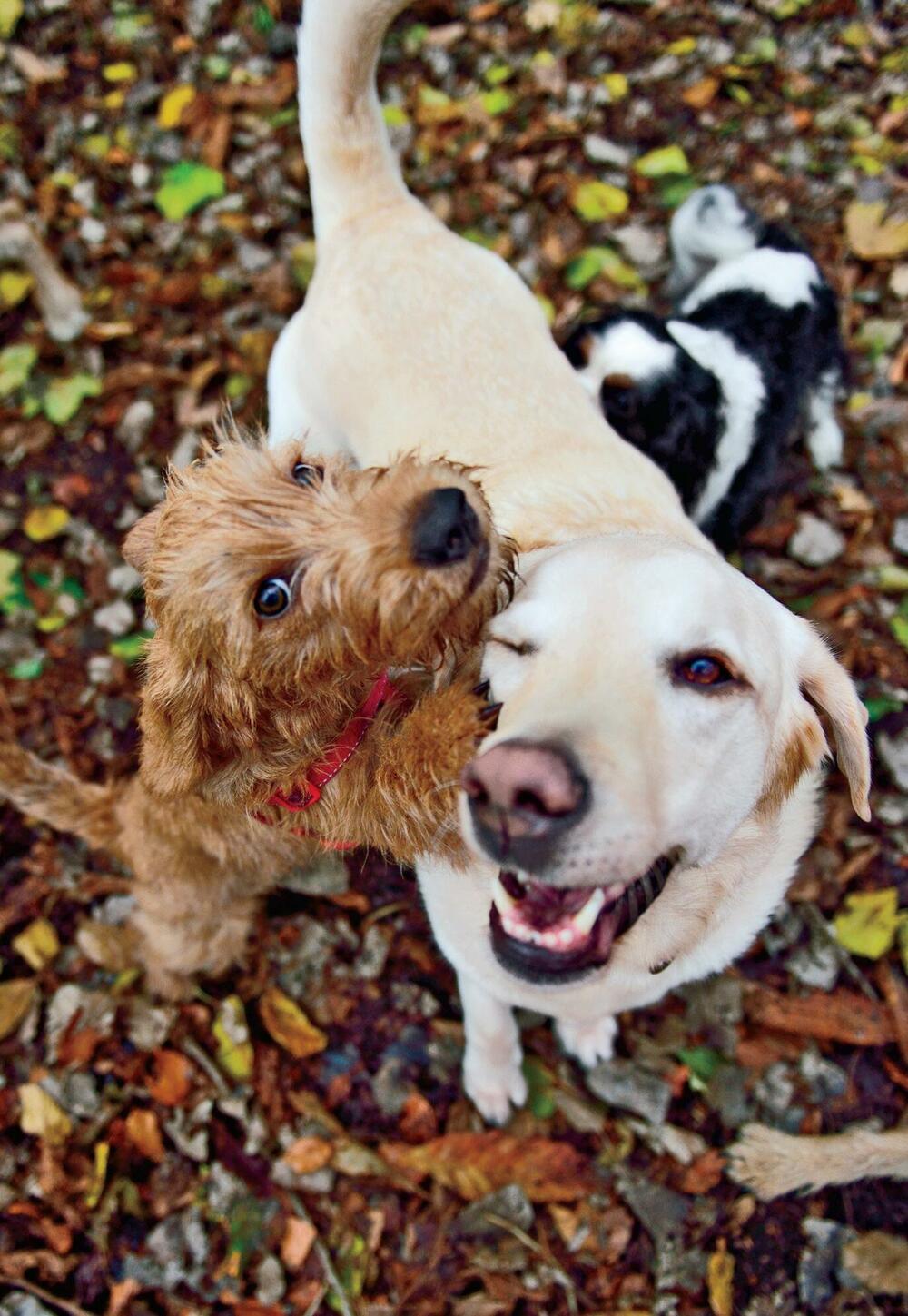 <p>Iz izdavačke kuće Egmont stigla je nova kolekcija <em>National Geographic Zašto?</em> Ne postoje glupa pitanja! Ona mogu da budu neobična, smiješna, pomalo čudna, ali sva zaslužuju odgovor.</p>