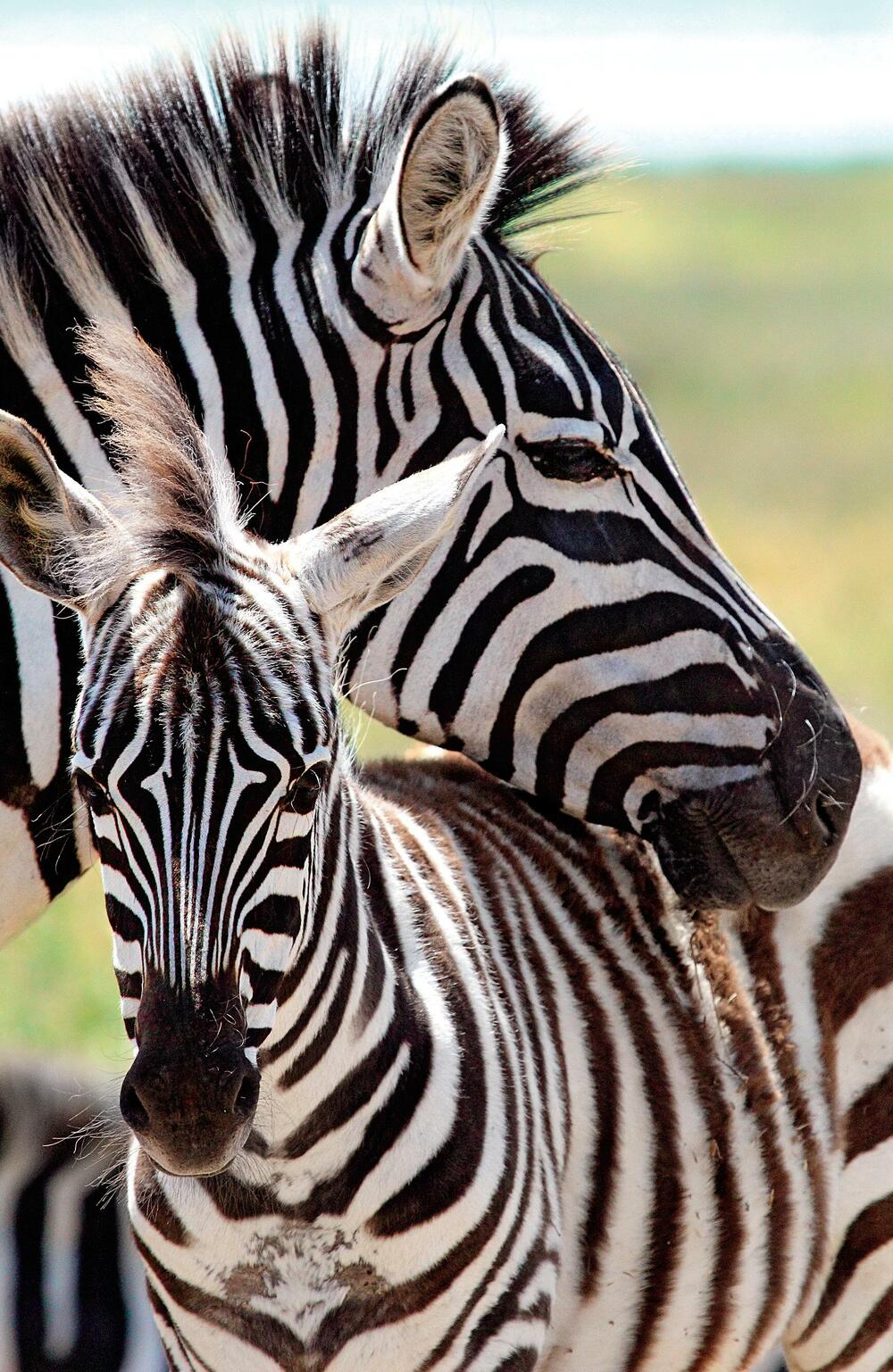 <p>Iz izdavačke kuće Egmont stigla je nova kolekcija <em>National Geographic Zašto?</em> Ne postoje glupa pitanja! Ona mogu da budu neobična, smiješna, pomalo čudna, ali sva zaslužuju odgovor.</p>
