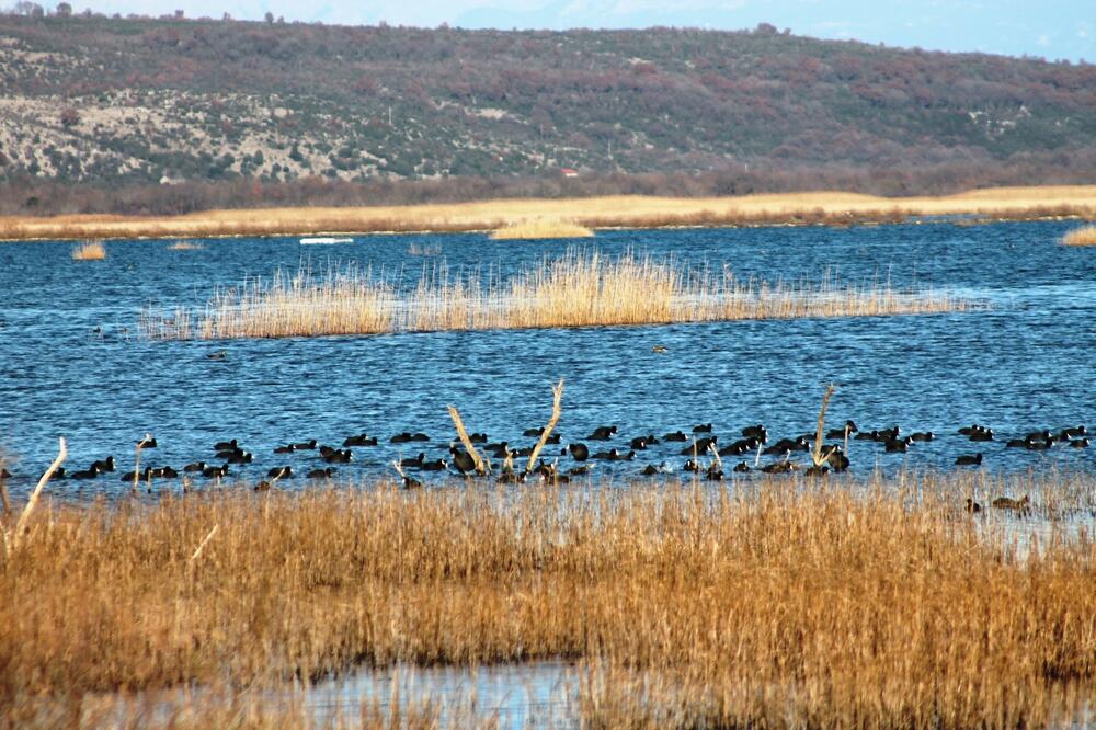 Nakon privatizacije gigant uništen, ostale samo ptice: Ulcinjska solana, Foto: Jasna Gajević