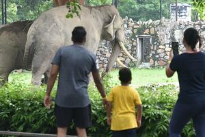 Peticija da se usamljeni slon Šankar vrati kući u Afriku