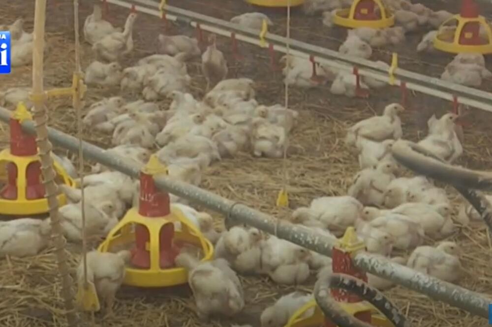 Pilići, Foto: Screenshot/TV Vijesti