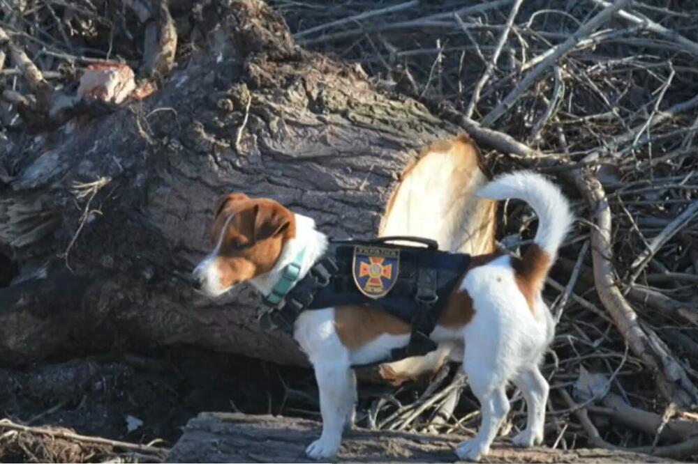 Pas Patron, Foto: Printscreen Twitter/BBC na srpskom