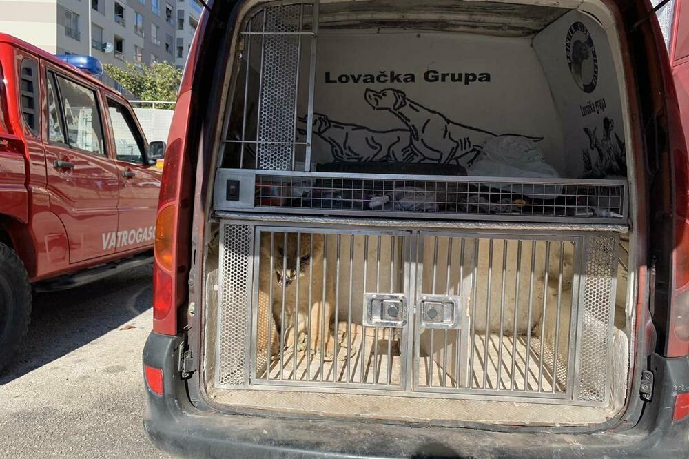 Mladunče lava nakon što je pronađeno