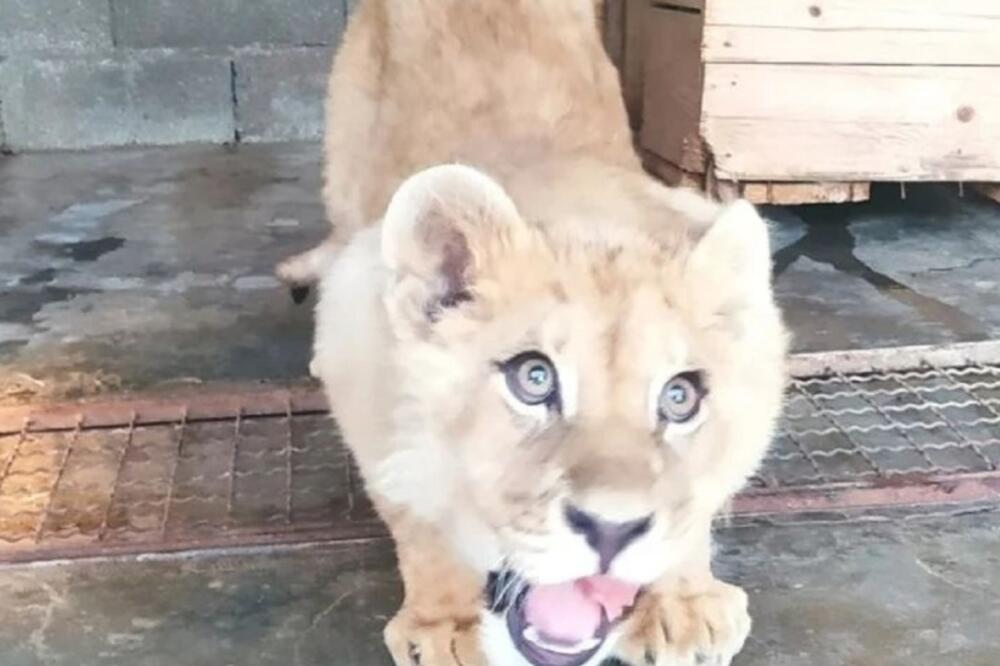 Mladunče lava, Foto: Agencija za zaštitu životne sredine