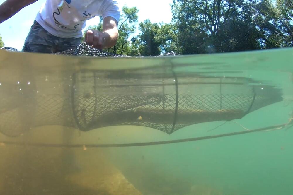 Zaustaviti prekomjeran ulov jegulje, Foto: Ekološko udruženje mladih