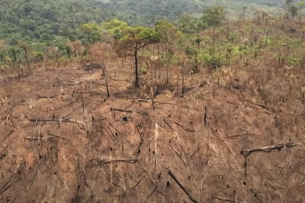 Detalj iz Amazonije, Foto: Screenshot/Youtube