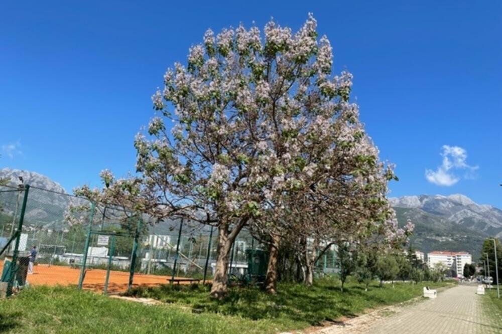 Paulovnija, Foto: Milan Vujović