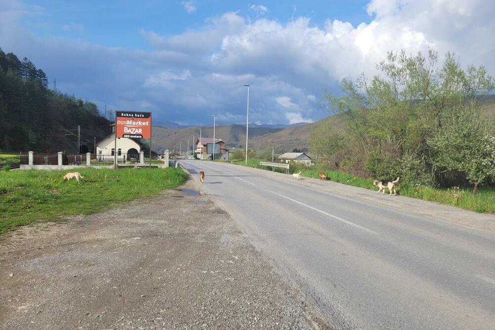 Čest prizor i na magistrali u Nedakusima, Foto: Jadranka Ćetković