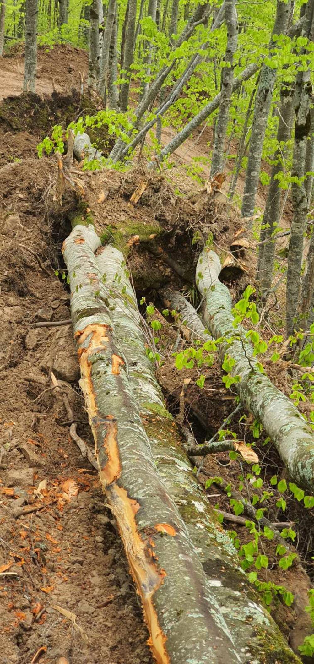 <p>"Podsjetiću, radi se o zaštićenom području kategorije nacionalni park što je najveća kategorija zaštite u Crnoj Gori. Dodatno, radi de o početnoj tački jedne od najposjećenijih planinarskih staza u ovom parku"</p>