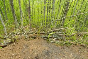 UP: Gazdić, Đuretić, Martinović i Bulatović osumnjičeni za...