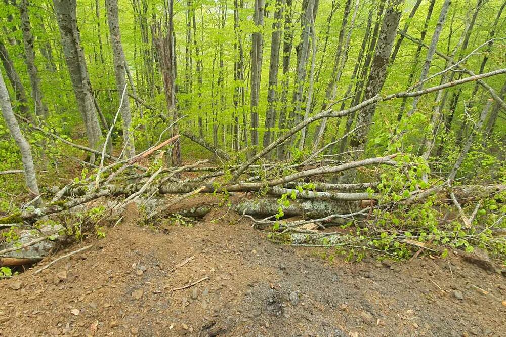 Ilustracija, Foto: Green Home